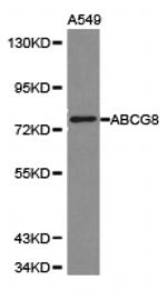 ABCG8 Antibody in Western Blot (WB)