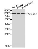 RAPGEF3 Antibody in Western Blot (WB)