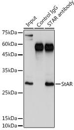 STAR Antibody in Immunoprecipitation (IP)