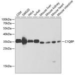 C1QBP Antibody in Western Blot (WB)