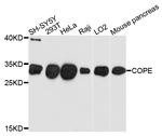 COPE Antibody in Western Blot (WB)