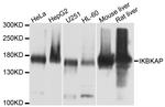 IKAP Antibody in Western Blot (WB)