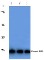 Kallikrein 8 Antibody in Western Blot (WB)