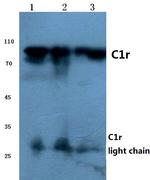 C1r Antibody in Western Blot (WB)