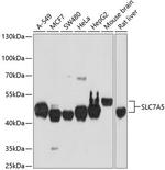 SLC7A5 Antibody in Western Blot (WB)