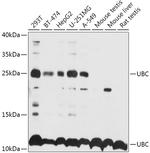 Ubiquitin C Antibody in Western Blot (WB)