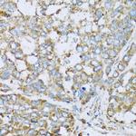 COX6A1 Antibody in Immunohistochemistry (Paraffin) (IHC (P))