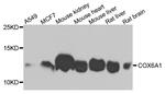 COX6A1 Antibody in Western Blot (WB)