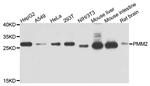 PMM2 Antibody in Western Blot (WB)