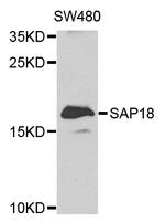 SAP18 Antibody in Western Blot (WB)