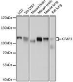 KAP3 Antibody in Western Blot (WB)