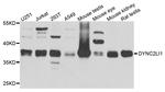 DYNC2LI1 Antibody in Western Blot (WB)