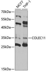 COLEC11 Antibody in Western Blot (WB)