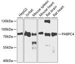 PABPC4 Antibody in Western Blot (WB)