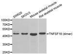 GITRL Antibody in Western Blot (WB)