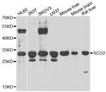 SCO2 Antibody in Western Blot (WB)