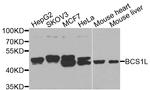 BCS1L Antibody in Western Blot (WB)