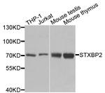 Unc18-2 Antibody in Western Blot (WB)