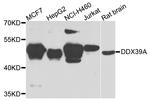 DDX39 Antibody in Western Blot (WB)