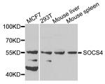 SOCS4 Antibody in Western Blot (WB)