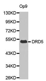 DRD5 Antibody in Western Blot (WB)