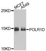 POLR1D Antibody in Western Blot (WB)