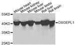 OSGEPL1 Antibody in Western Blot (WB)