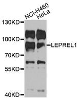 LEPREL1 Antibody in Western Blot (WB)