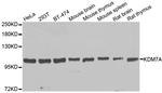 JHDM1D Antibody in Western Blot (WB)