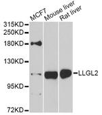 LLGL2 Antibody in Western Blot (WB)