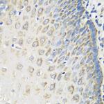 MSRB2 Antibody in Immunohistochemistry (Paraffin) (IHC (P))