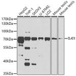 IL4I1 Antibody in Western Blot (WB)