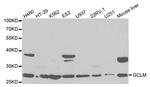 GCLM Antibody in Western Blot (WB)