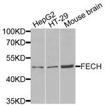 FECH Antibody in Western Blot (WB)