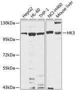 HK3 Antibody in Western Blot (WB)