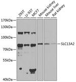 SLC13A2 Antibody in Western Blot (WB)