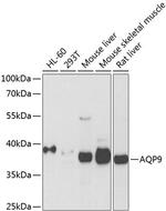 Aquaporin 9 Antibody in Western Blot (WB)