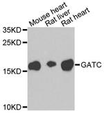 GATC Antibody in Western Blot (WB)