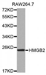 HMGB2 Antibody in Western Blot (WB)