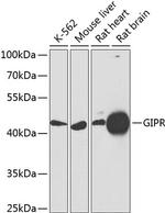 GIPR Antibody in Western Blot (WB)