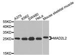 MAD2L2 Antibody in Western Blot (WB)