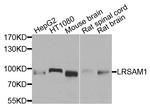 LRSAM1 Antibody in Western Blot (WB)