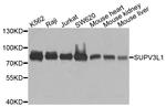 SUPV3L1 Antibody in Western Blot (WB)