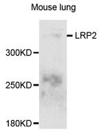 LRP2 Antibody in Western Blot (WB)