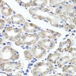 MAPKBP1 Antibody in Immunohistochemistry (Paraffin) (IHC (P))