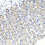 MAPKBP1 Antibody in Immunohistochemistry (Paraffin) (IHC (P))