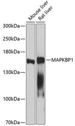 MAPKBP1 Antibody in Western Blot (WB)