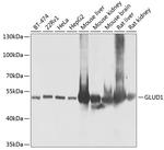 GluD1 Antibody in Western Blot (WB)