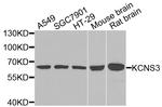 KCNS3 Antibody in Western Blot (WB)