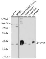 GYG1 Antibody in Western Blot (WB)